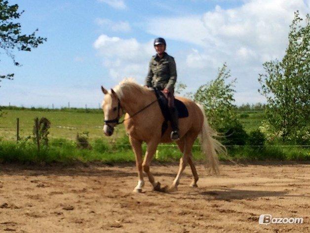 Palomino Østrupsgaard Magico billede 12