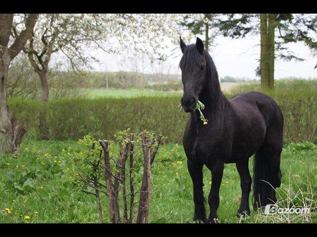 Frieser Aqua den dejlige billede 3