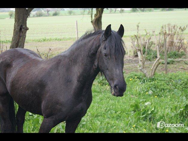 Frieser Aqua den dejlige billede 2