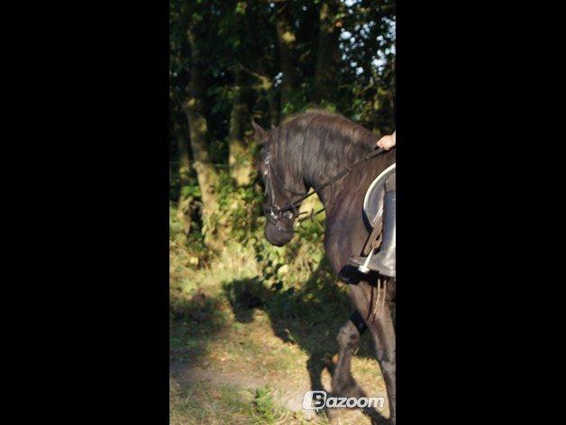 Frieser Aqua den dejlige billede 4