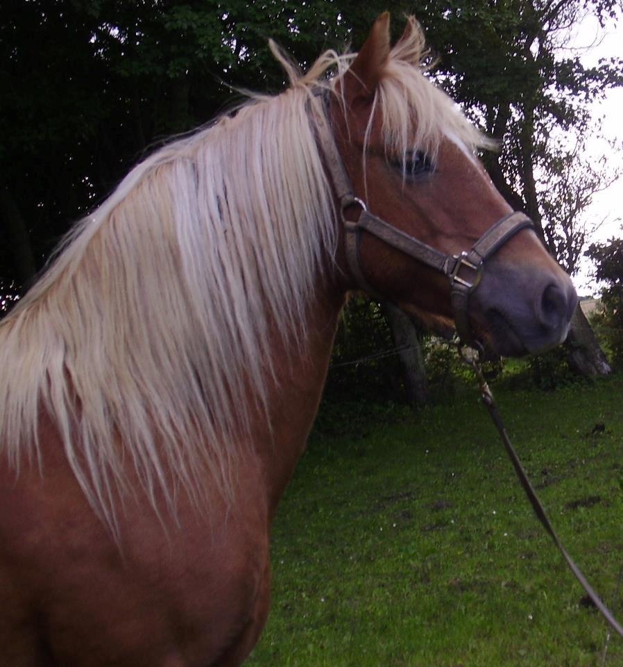 Anden særlig race abiliaty ( tidligere låne pony ) billede 2
