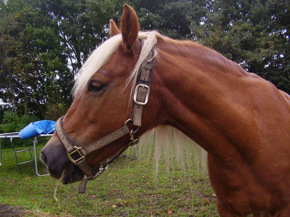 Anden særlig race abiliaty ( tidligere låne pony ) billede 20