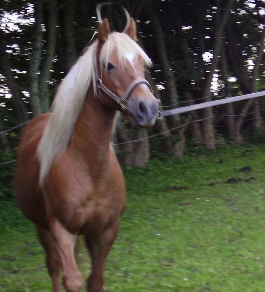 Anden særlig race abiliaty ( tidligere låne pony ) billede 3