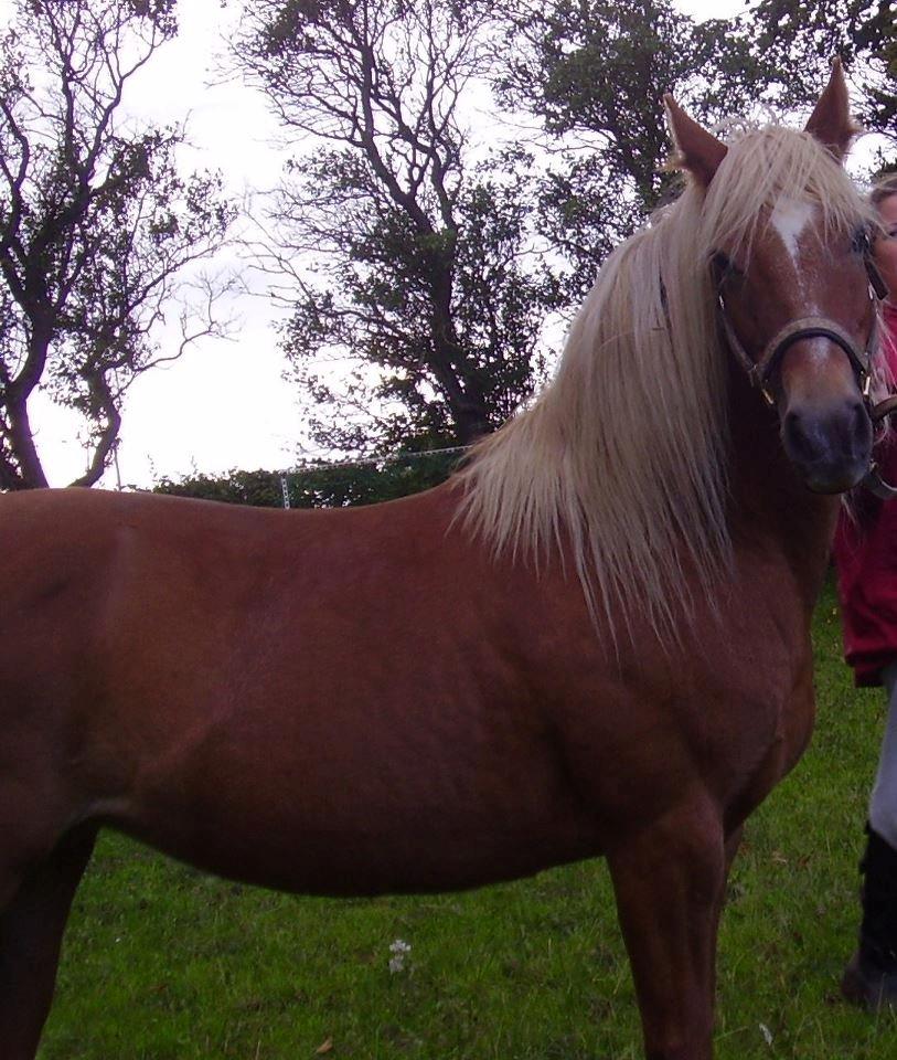 Anden særlig race abiliaty ( tidligere låne pony ) billede 1