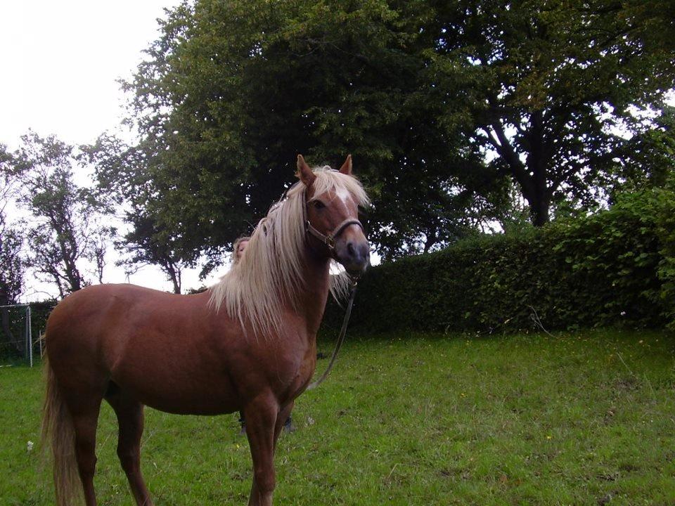 Anden særlig race abiliaty ( tidligere låne pony ) billede 6