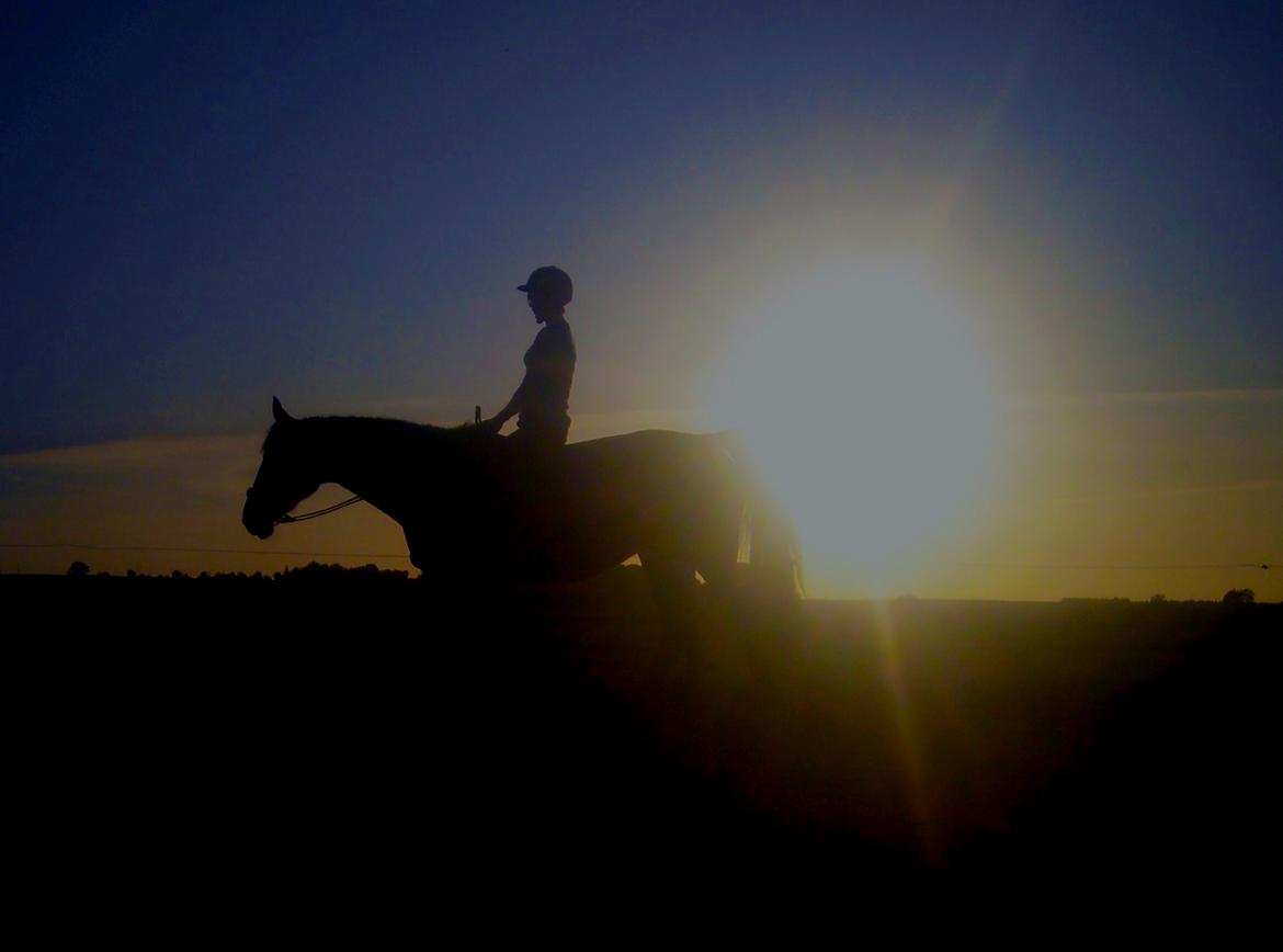 Anden særlig race Flicka <3 | Himmelhest  - “The future belongs to those who believe in the beauty of their dreams.” - Eleanor Roosevelt 
 billede 7