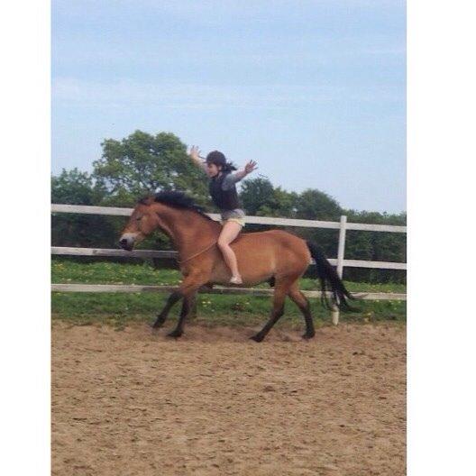 Anden særlig race Armani billede 8