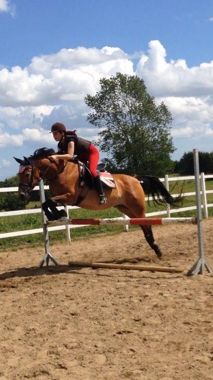 Anden særlig race Armani billede 9