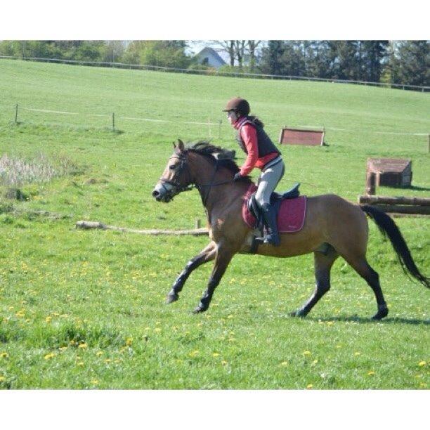 Anden særlig race Armani billede 11