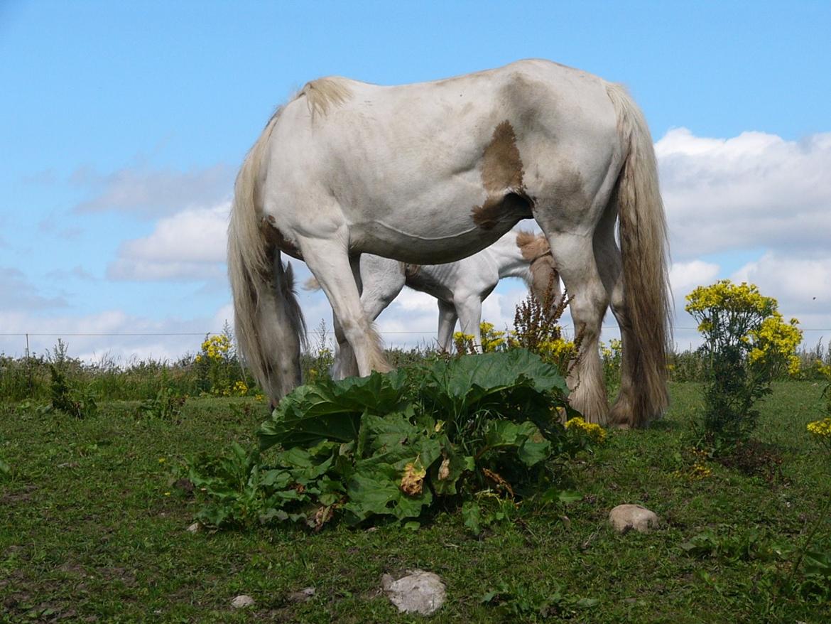 Irish Cob Avalon of The Irich Western art Ranch. billede 14