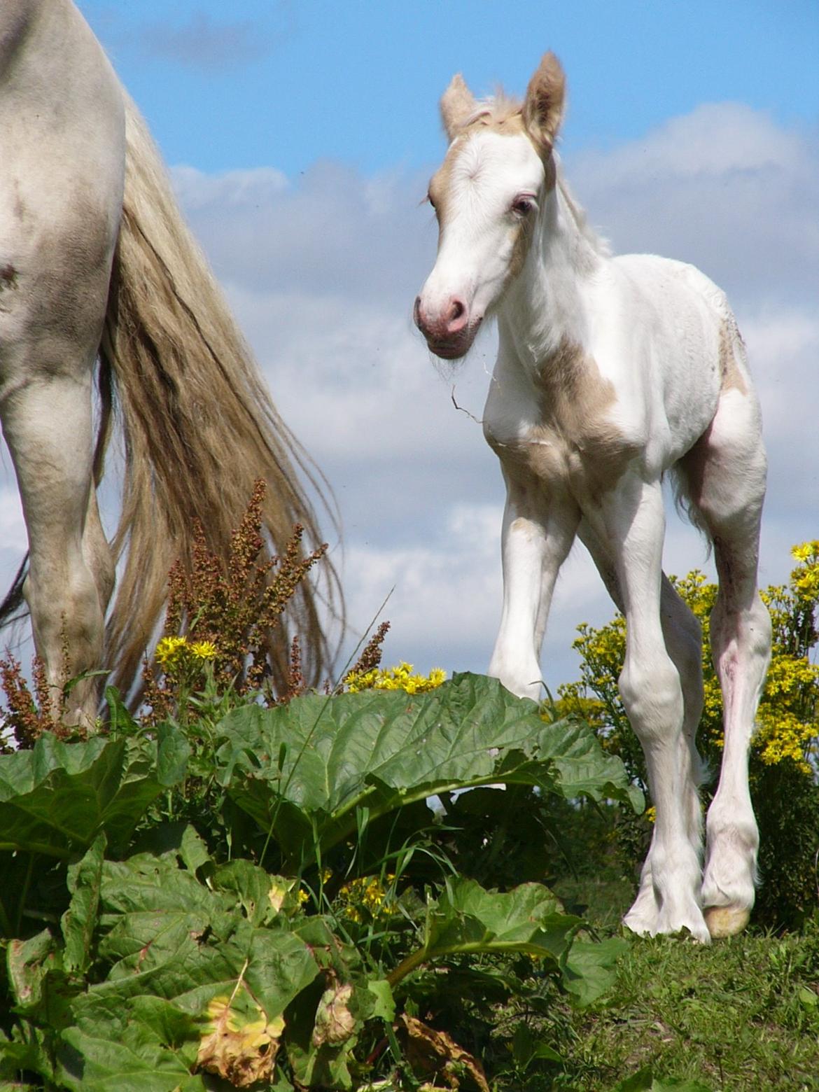 Irish Cob Avalon of The Irich Western art Ranch. billede 15