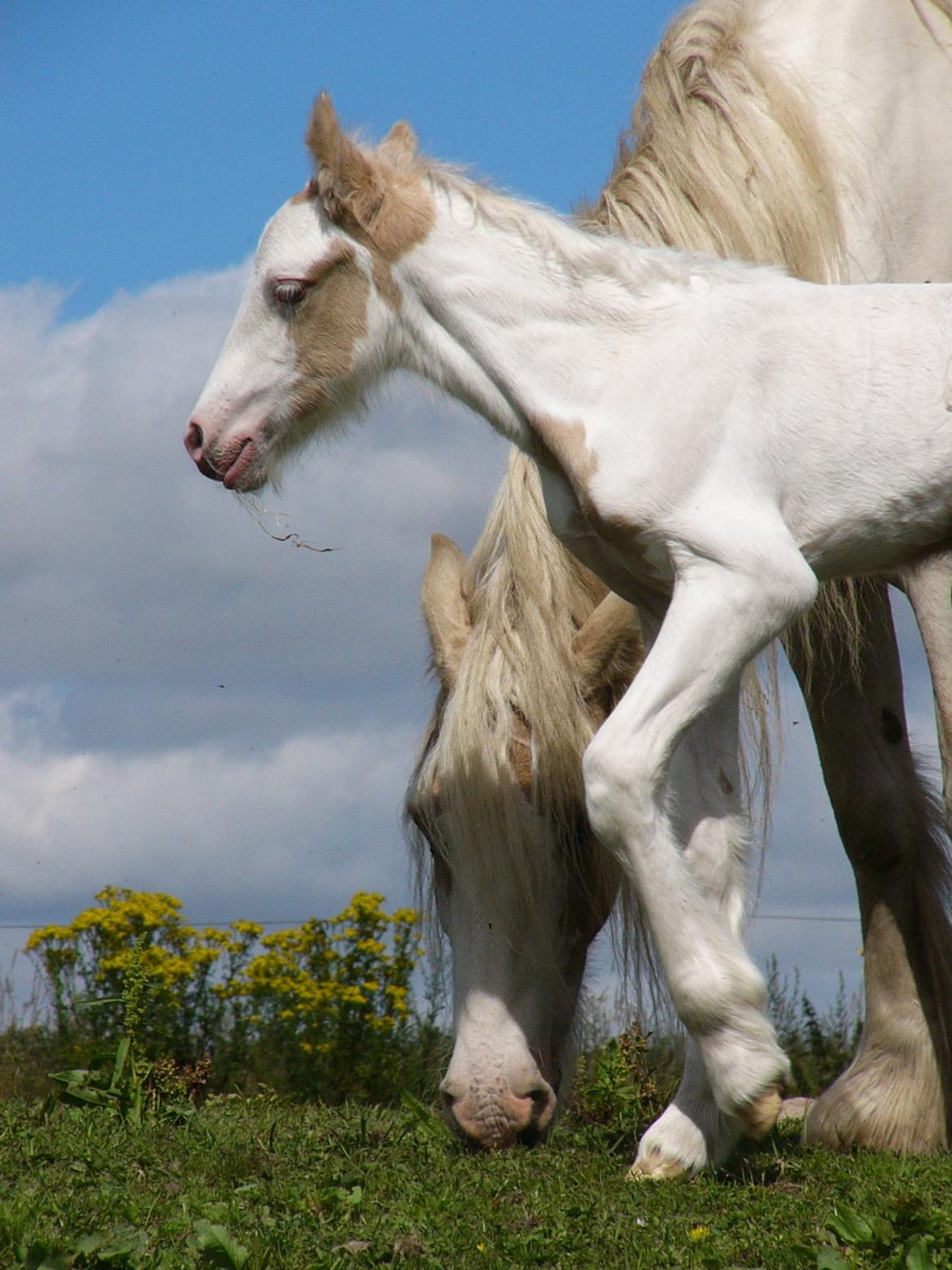 Irish Cob Avalon of The Irich Western art Ranch. - Taget d.18 Juli 2014 billede 16