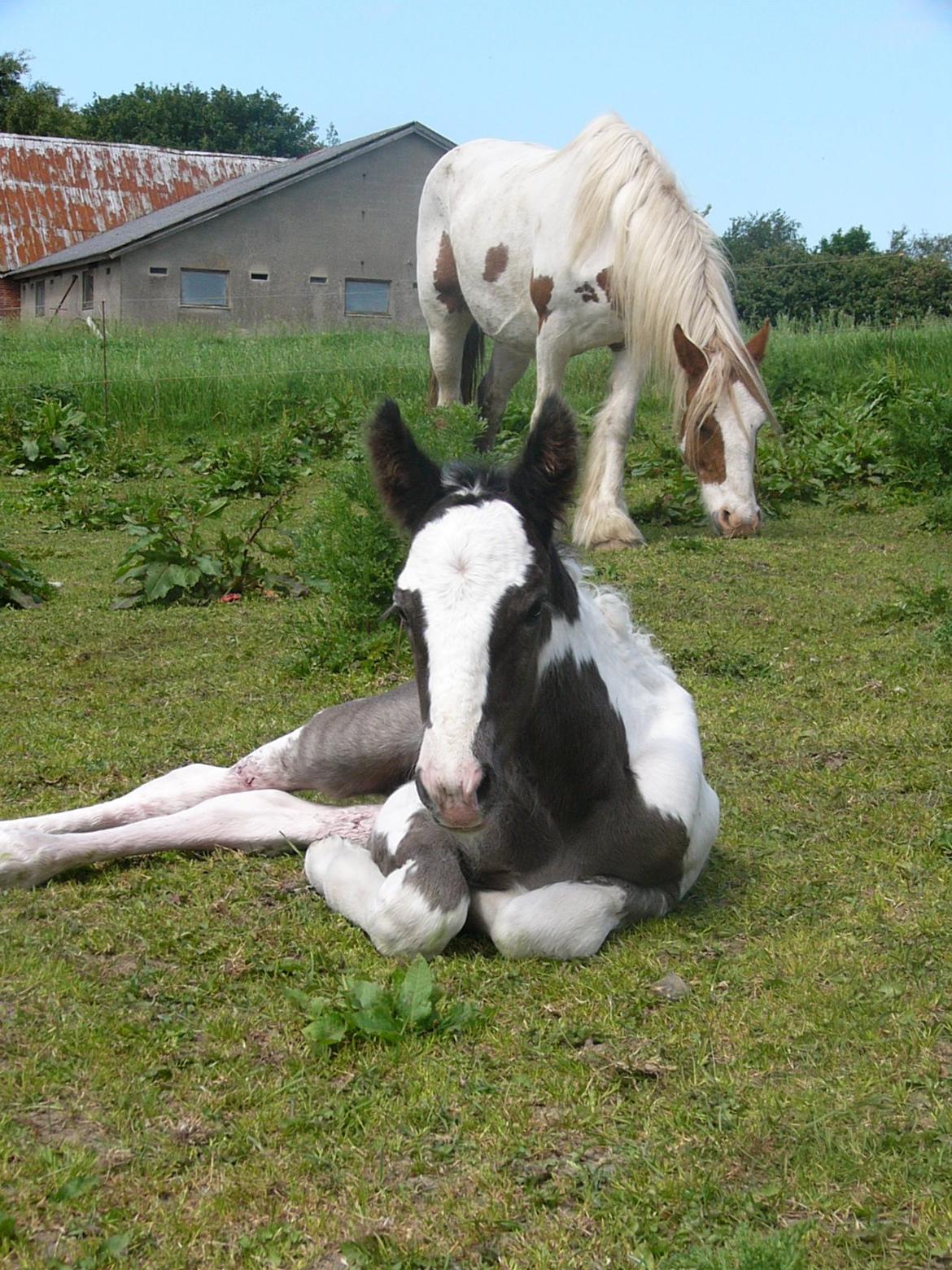 Irish Cob Phoibe of The Irish Western art Ranch billede 1