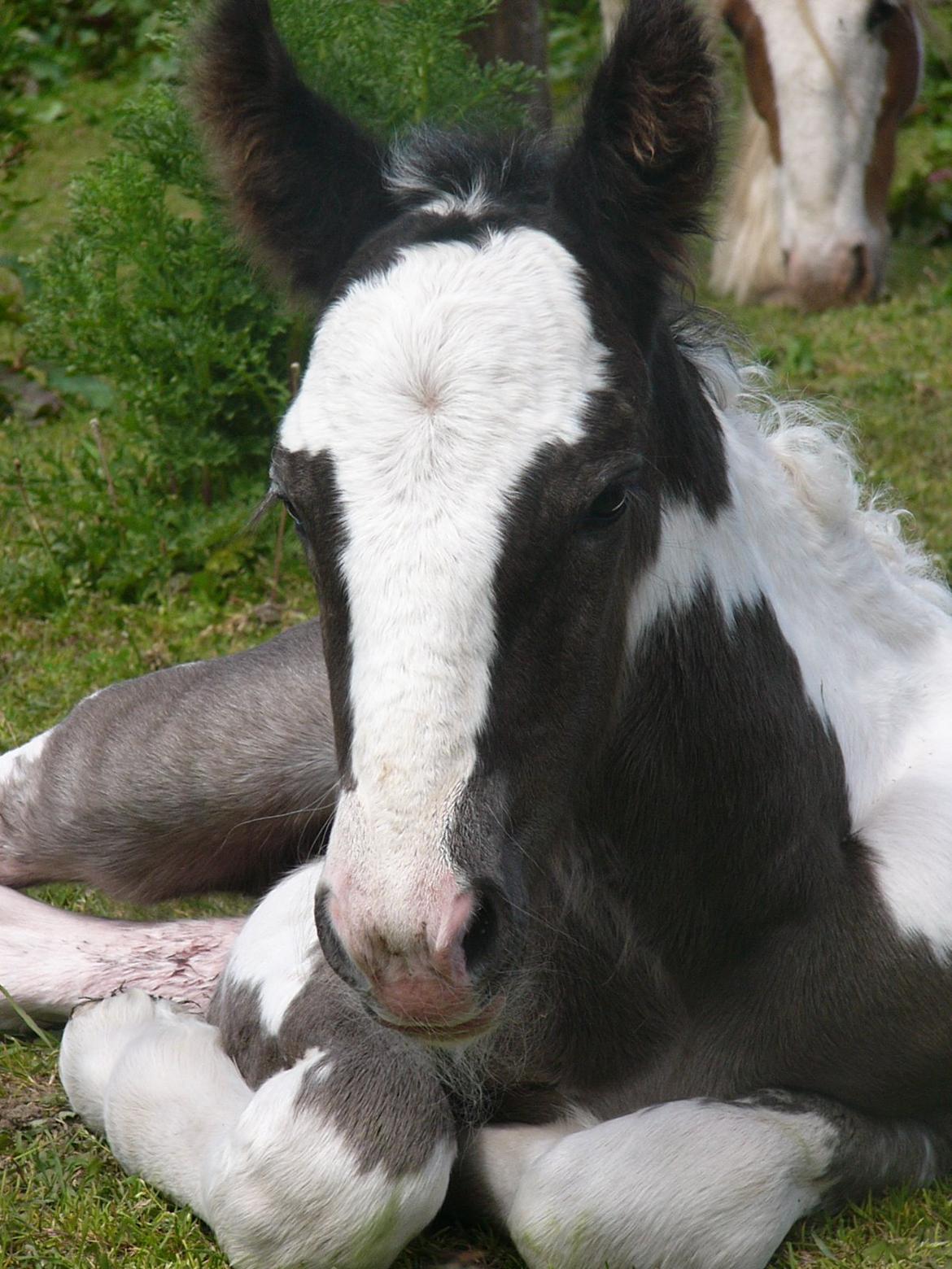 Irish Cob Phoibe of The Irish Western art Ranch billede 2