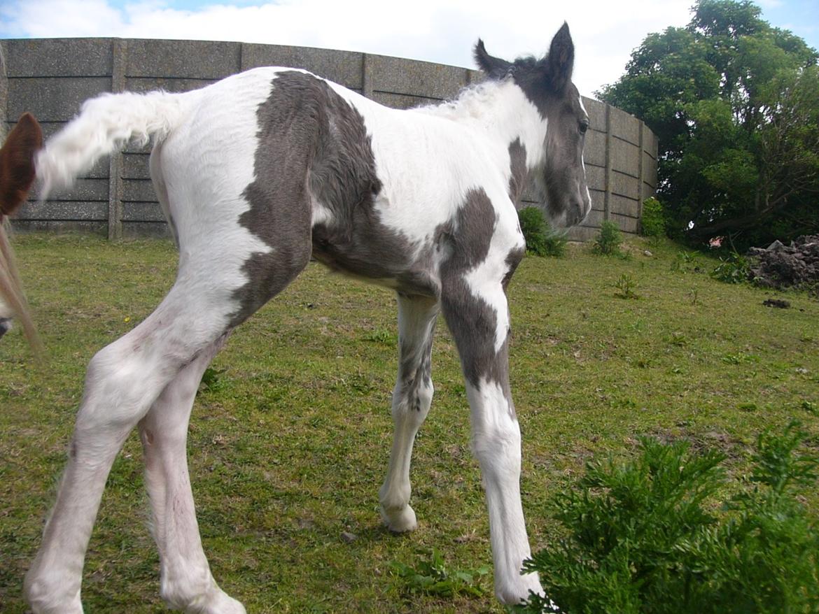 Irish Cob Phoibe of The Irish Western art Ranch billede 5