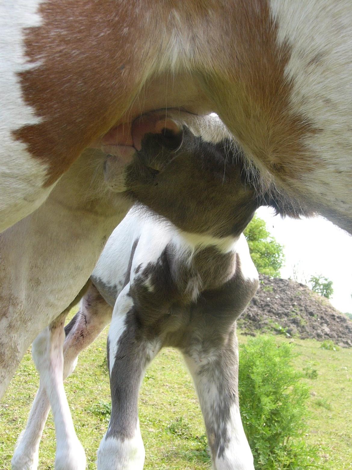 Irish Cob Phoibe of The Irish Western art Ranch billede 6