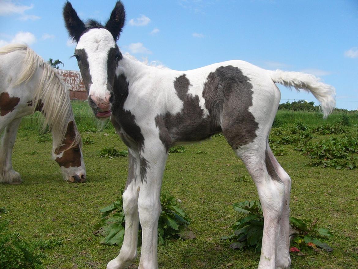 Irish Cob Phoibe of The Irish Western art Ranch billede 7