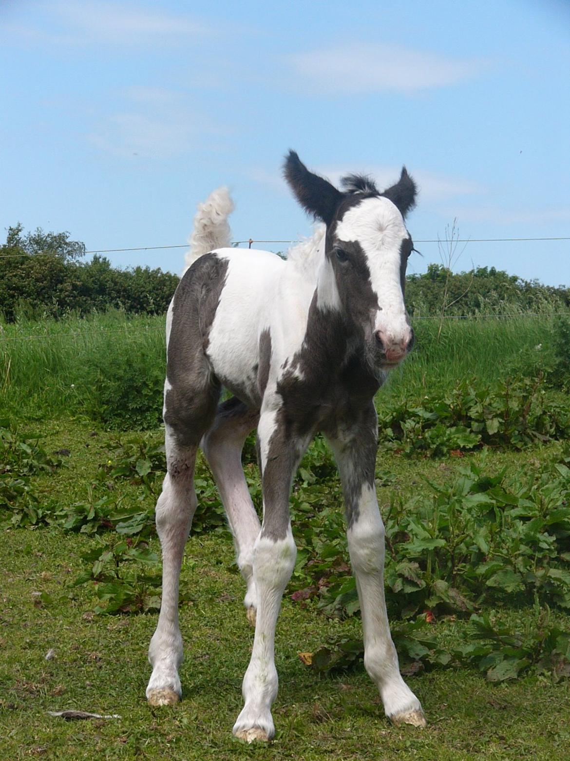 Irish Cob Phoibe of The Irish Western art Ranch billede 8