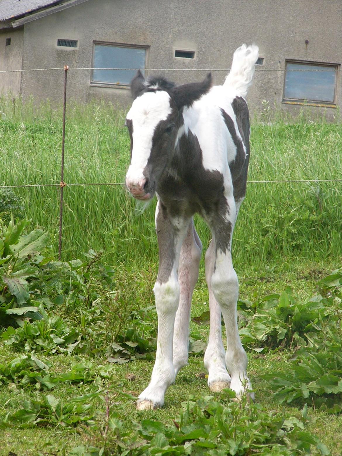 Irish Cob Phoibe of The Irish Western art Ranch billede 9