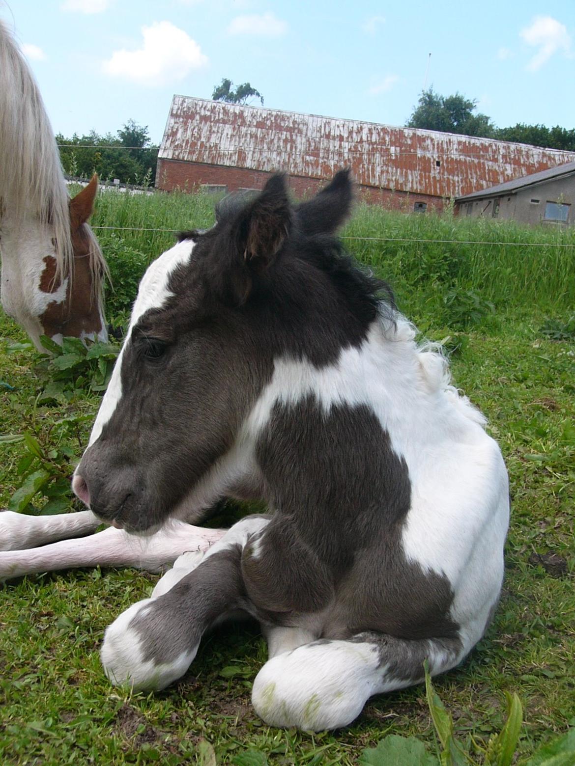 Irish Cob Phoibe of The Irish Western art Ranch billede 10