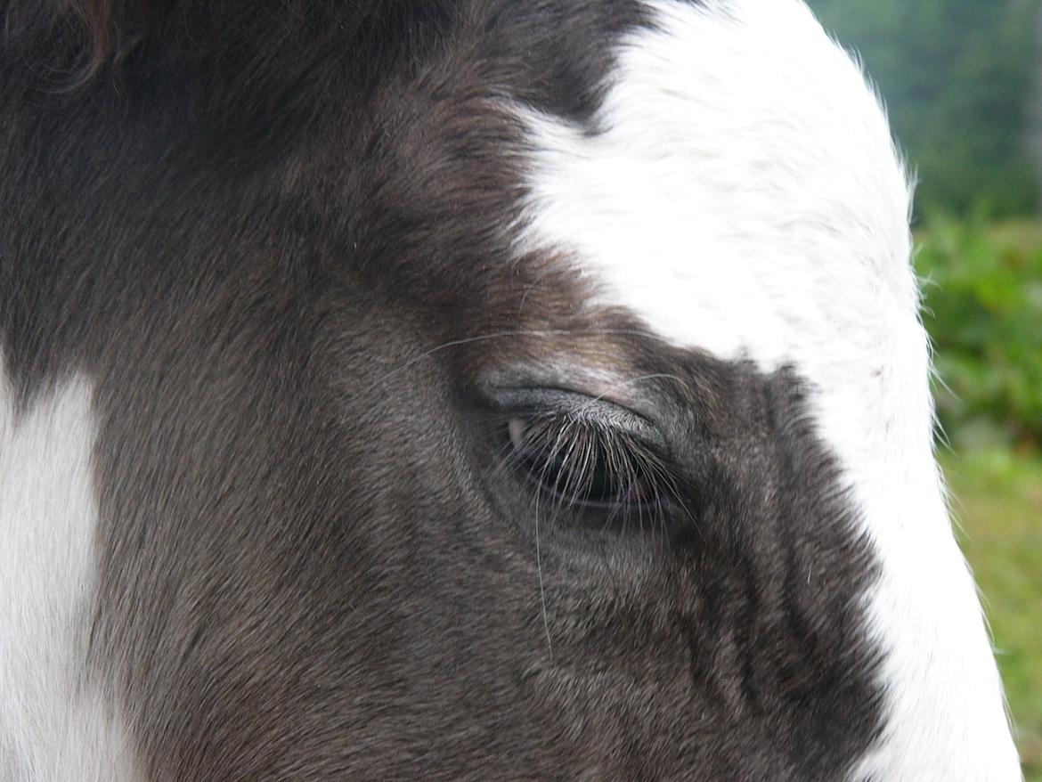 Irish Cob Phoibe of The Irish Western art Ranch billede 11