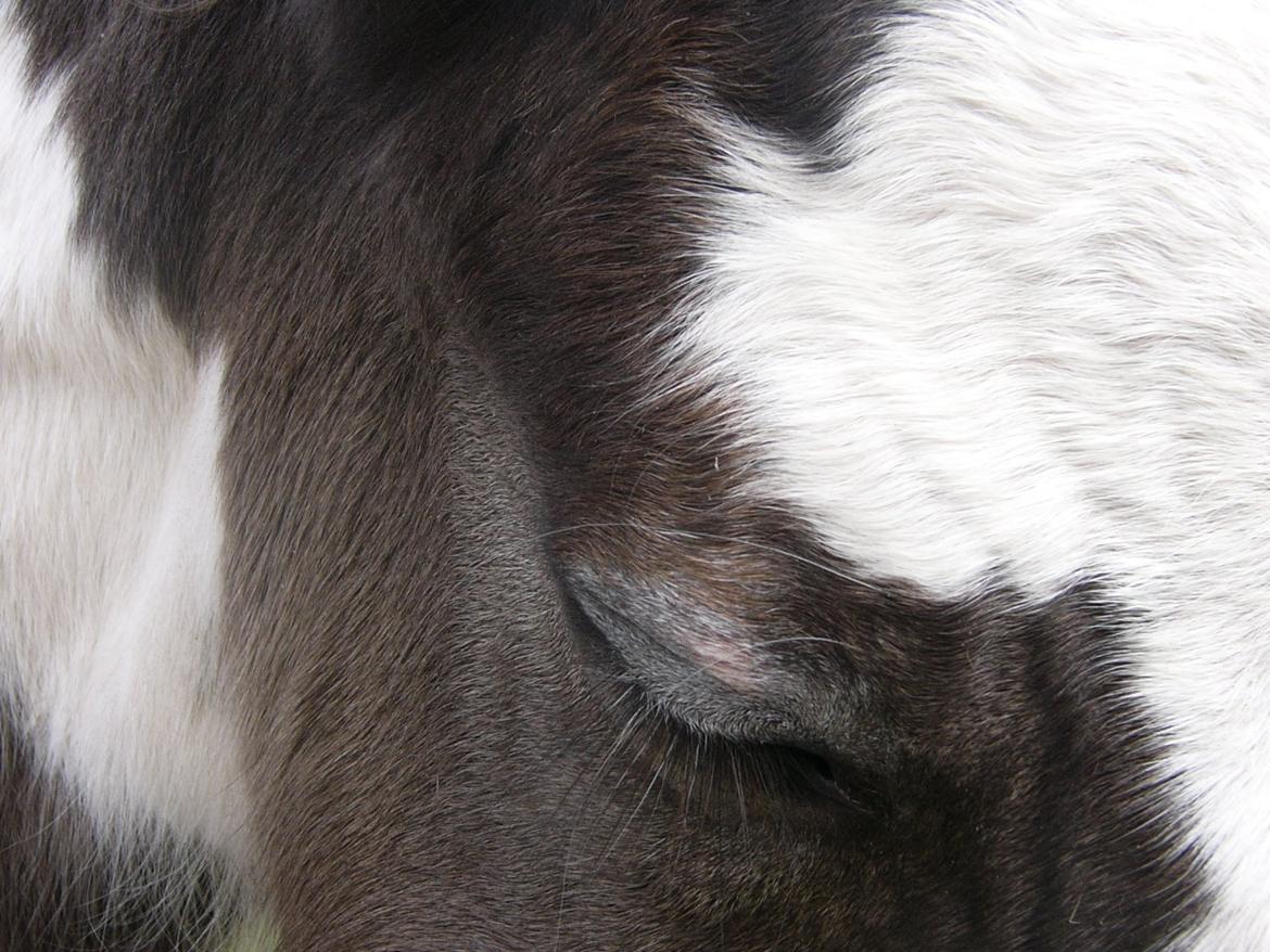 Irish Cob Phoibe of The Irish Western art Ranch billede 13