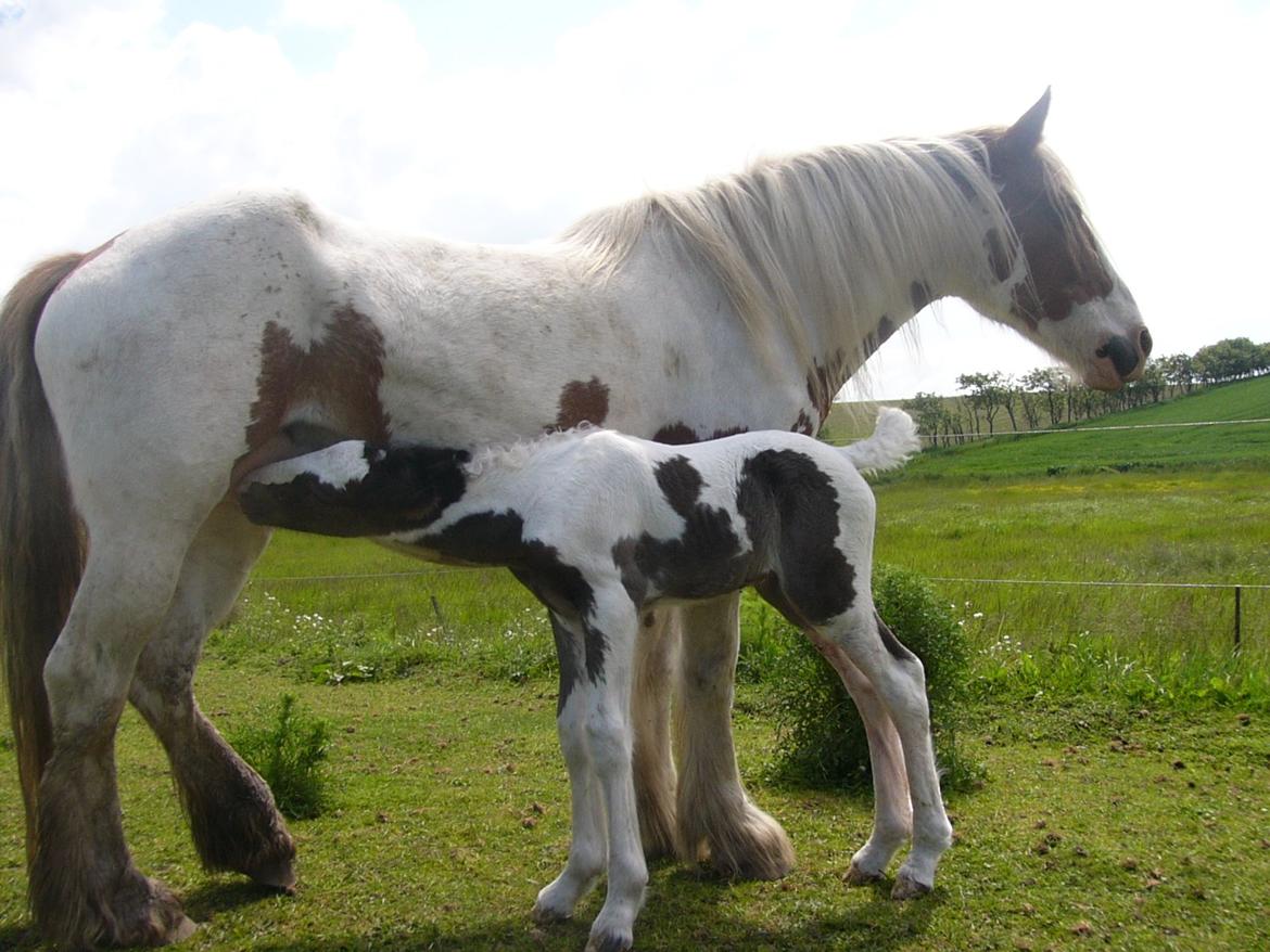 Irish Cob Phoibe of The Irish Western art Ranch billede 15