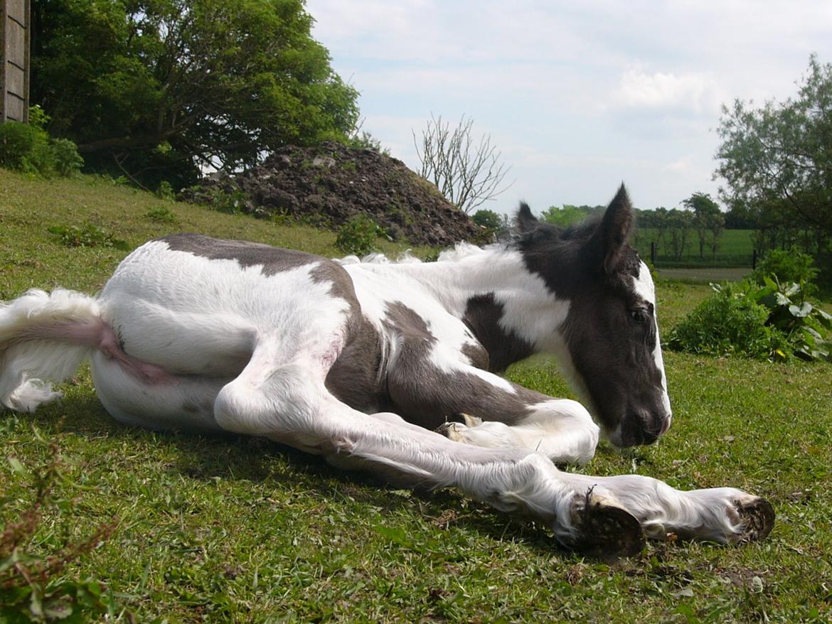 Irish Cob Phoibe of The Irish Western art Ranch billede 16