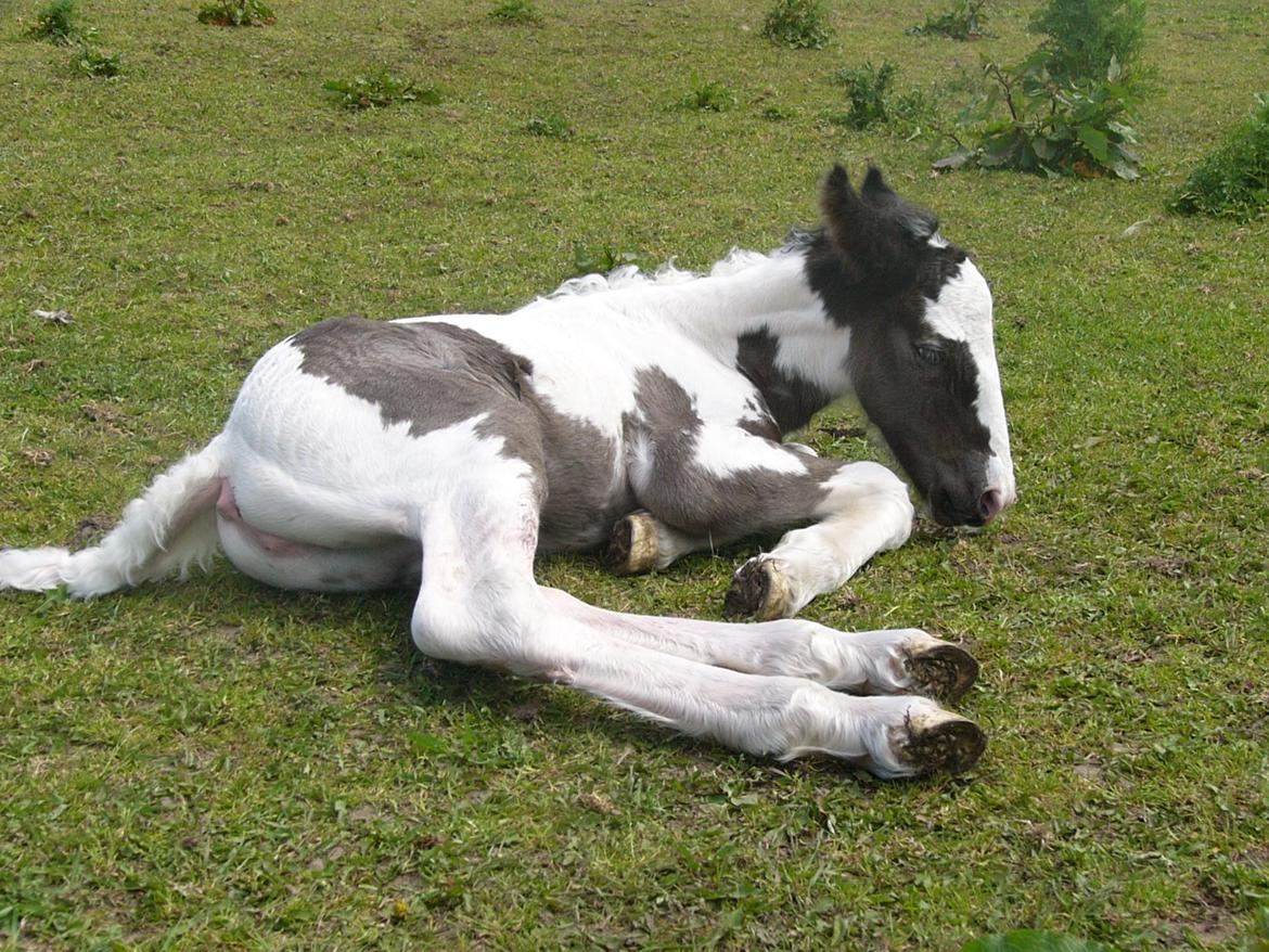 Irish Cob Phoibe of The Irish Western art Ranch billede 17