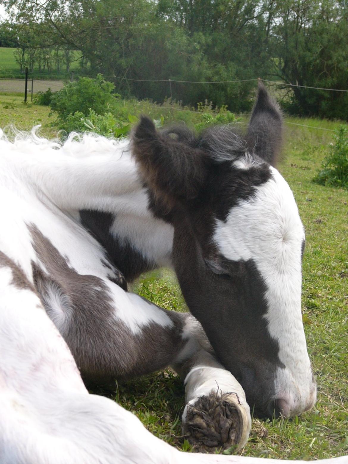 Irish Cob Phoibe of The Irish Western art Ranch billede 18