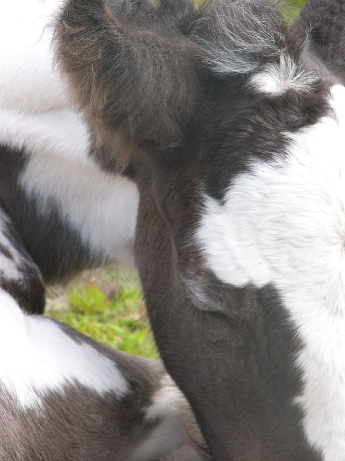 Irish Cob Phoibe of The Irish Western art Ranch billede 19