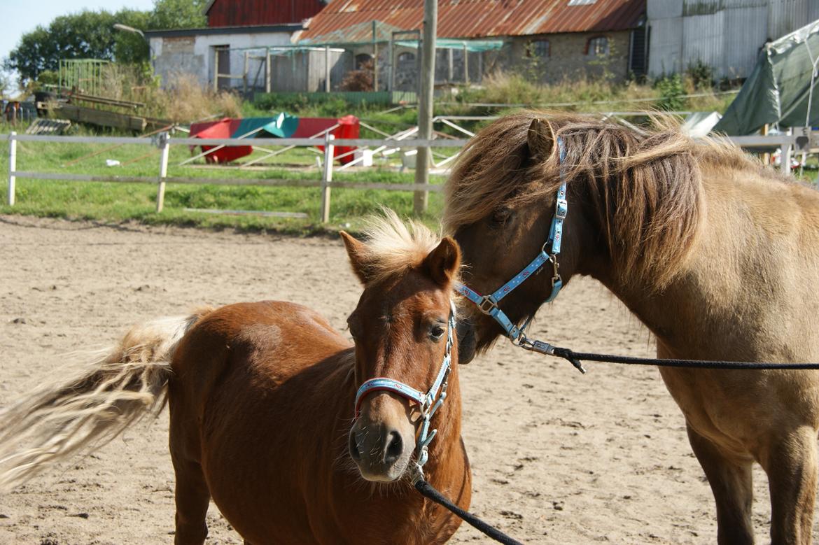 Anden særlig race Buller Lautrup billede 4