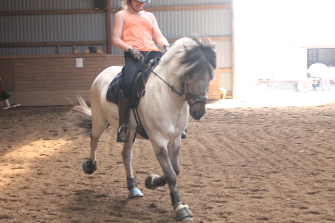 Fjordhest Cirrus billede 3