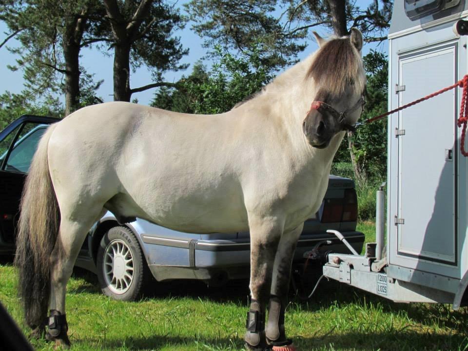 Fjordhest Cirrus billede 5