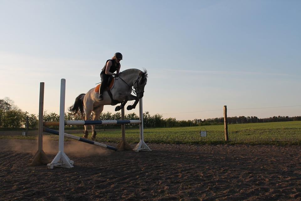 Fjordhest Cirrus billede 6