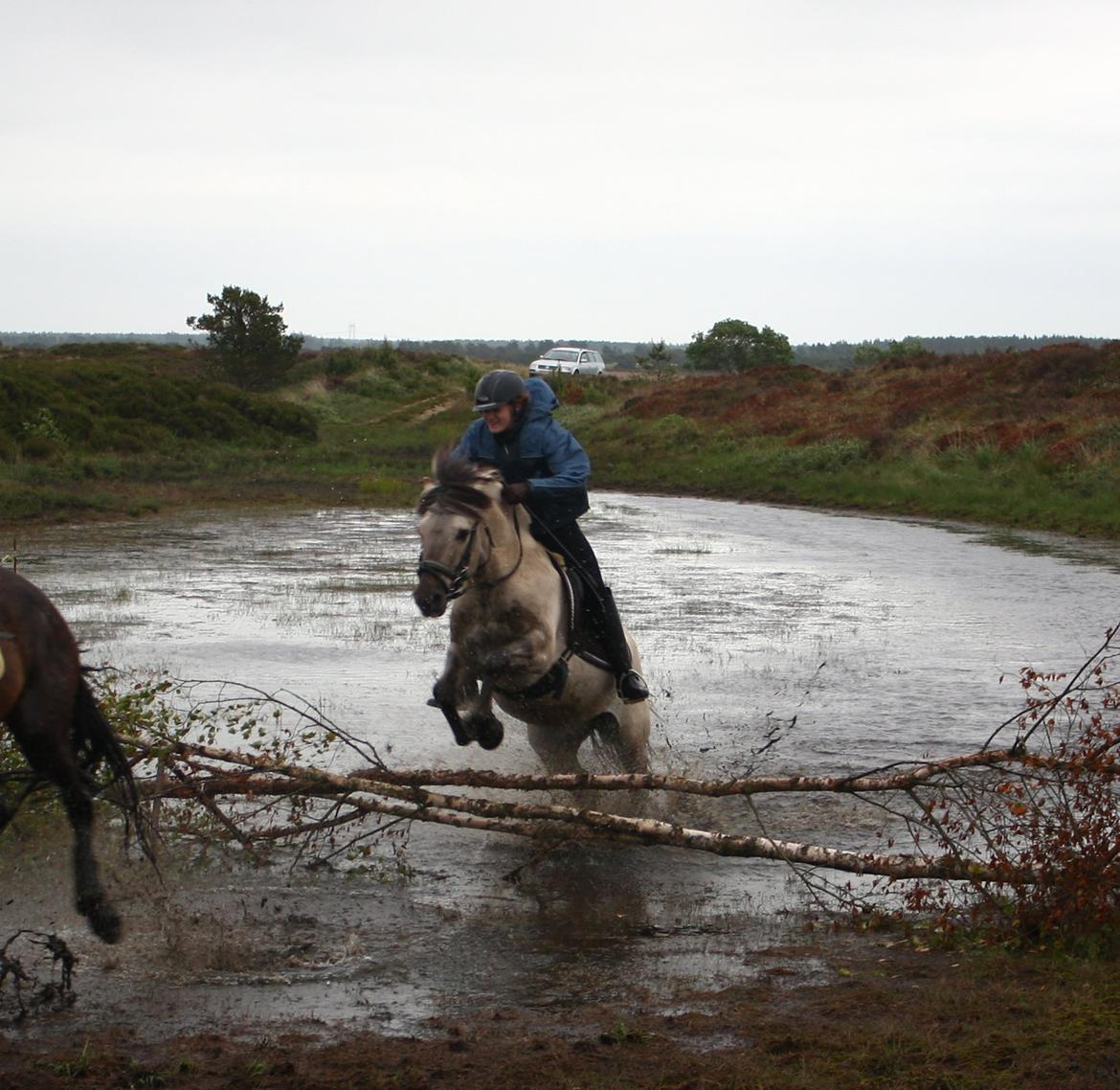 Fjordhest Cirrus billede 9