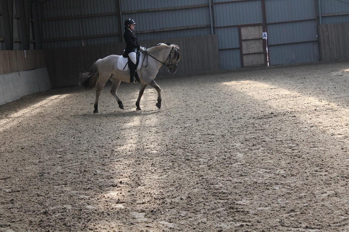 Fjordhest Cirrus billede 11