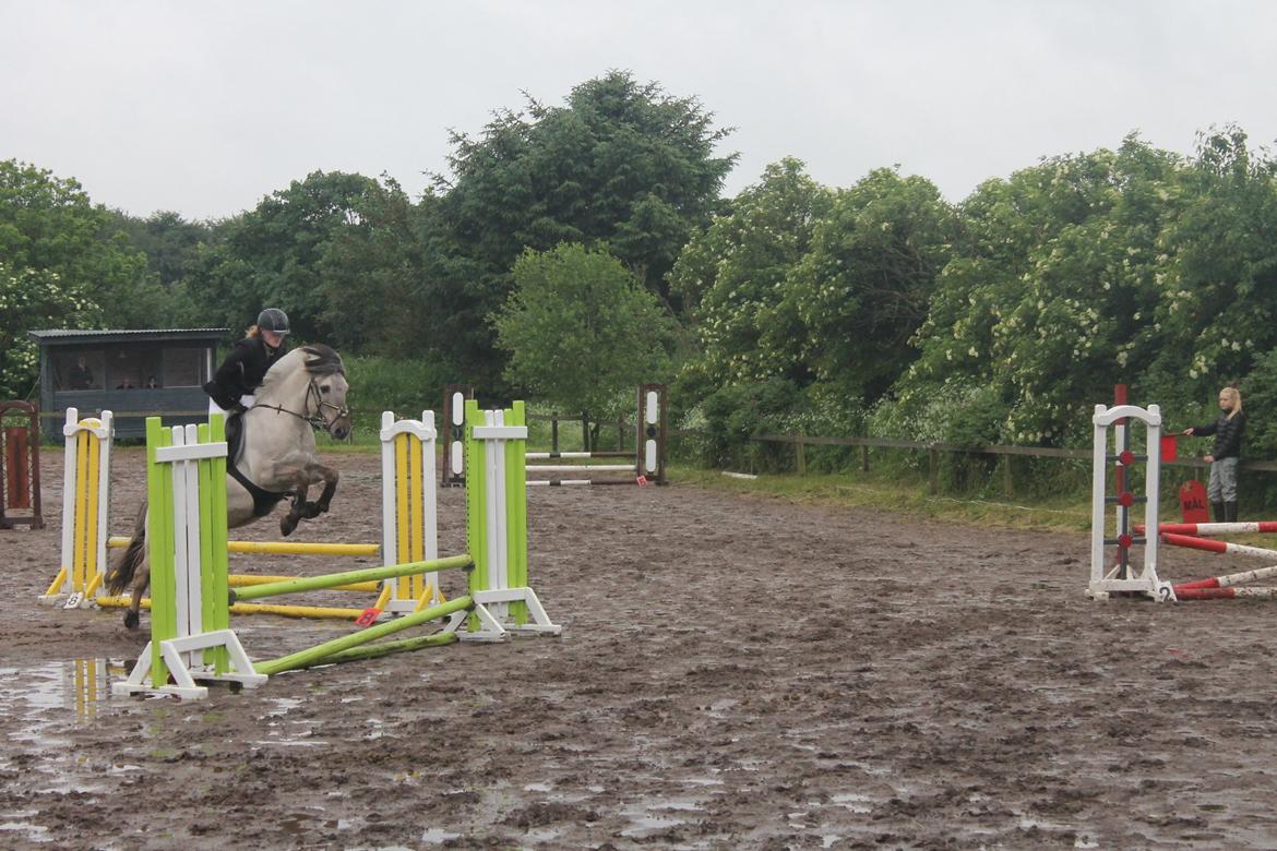 Fjordhest Cirrus billede 12