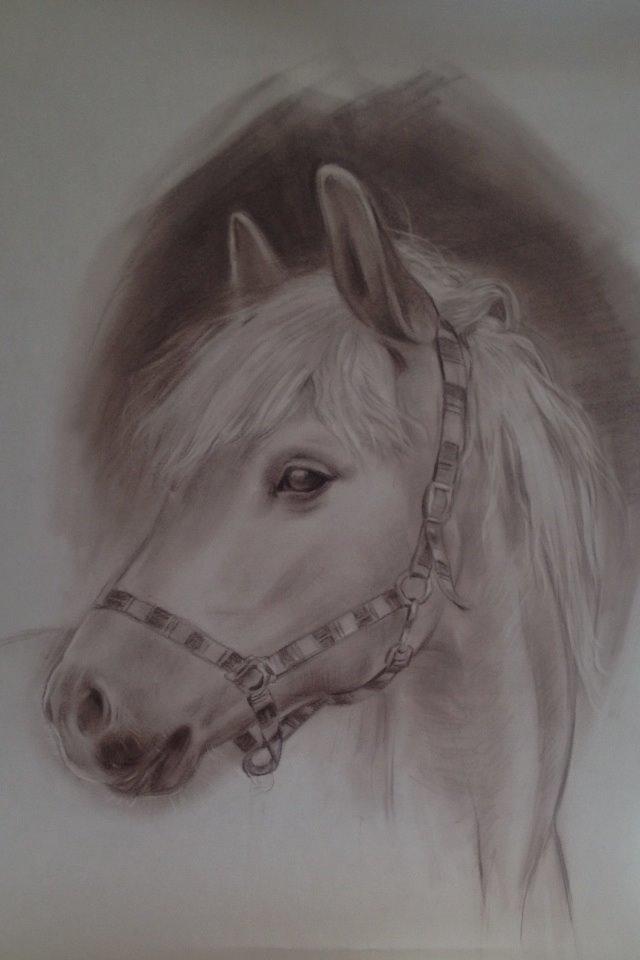 Tyroler Haflinger Wilox billede 31