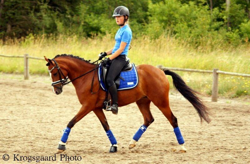 Welsh Partbred (Sec F) Katrinebjergs Ronja   A-pony - Træningslejr hos Vibsen - uge 27 2014 billede 23