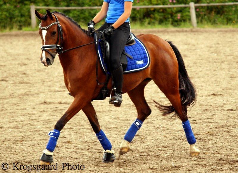 Welsh Partbred (Sec F) Katrinebjergs Ronja   A-pony - Vibsen 2014 - søde, fine Ronja :-) billede 19