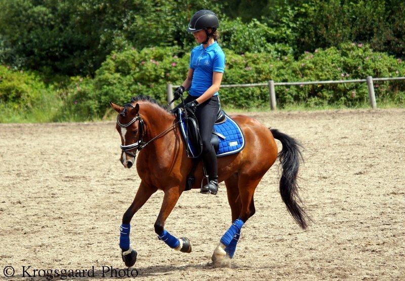 Welsh Partbred (Sec F) Katrinebjergs Ronja   A-pony - Ronja - hos Vibsen :-) billede 20