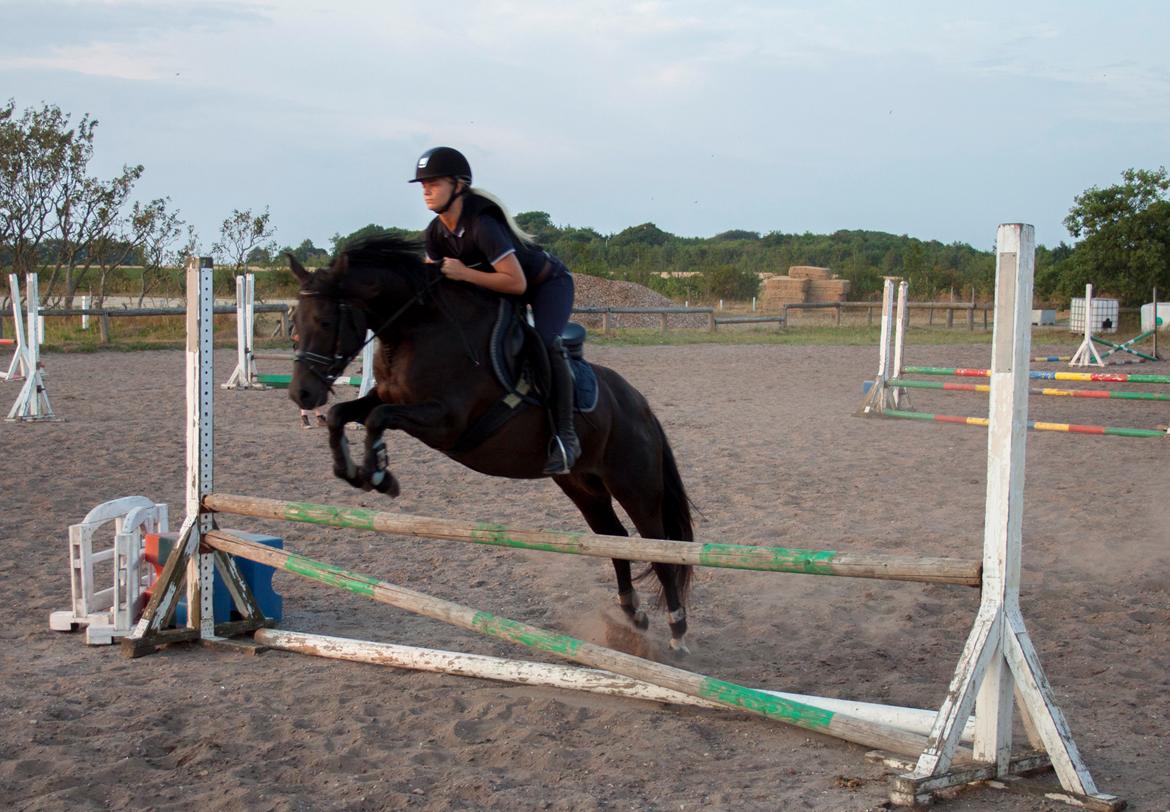 DSP Bakkegaarden's Mrs Magic billede 3