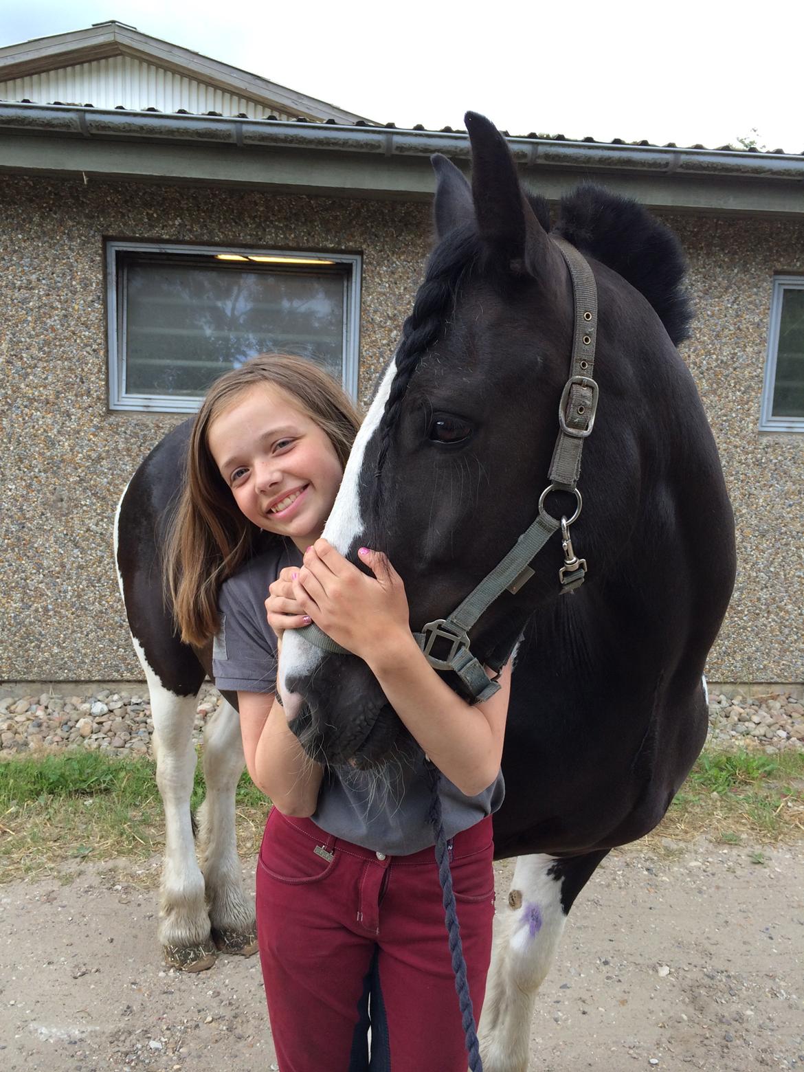 Irish Cob Rose (min lille ko) billede 2