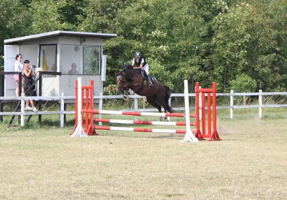 Dansk Varmblod Cille - Uggerhalne stævne d. 27/7-14 LD - 0 fejl billede 7