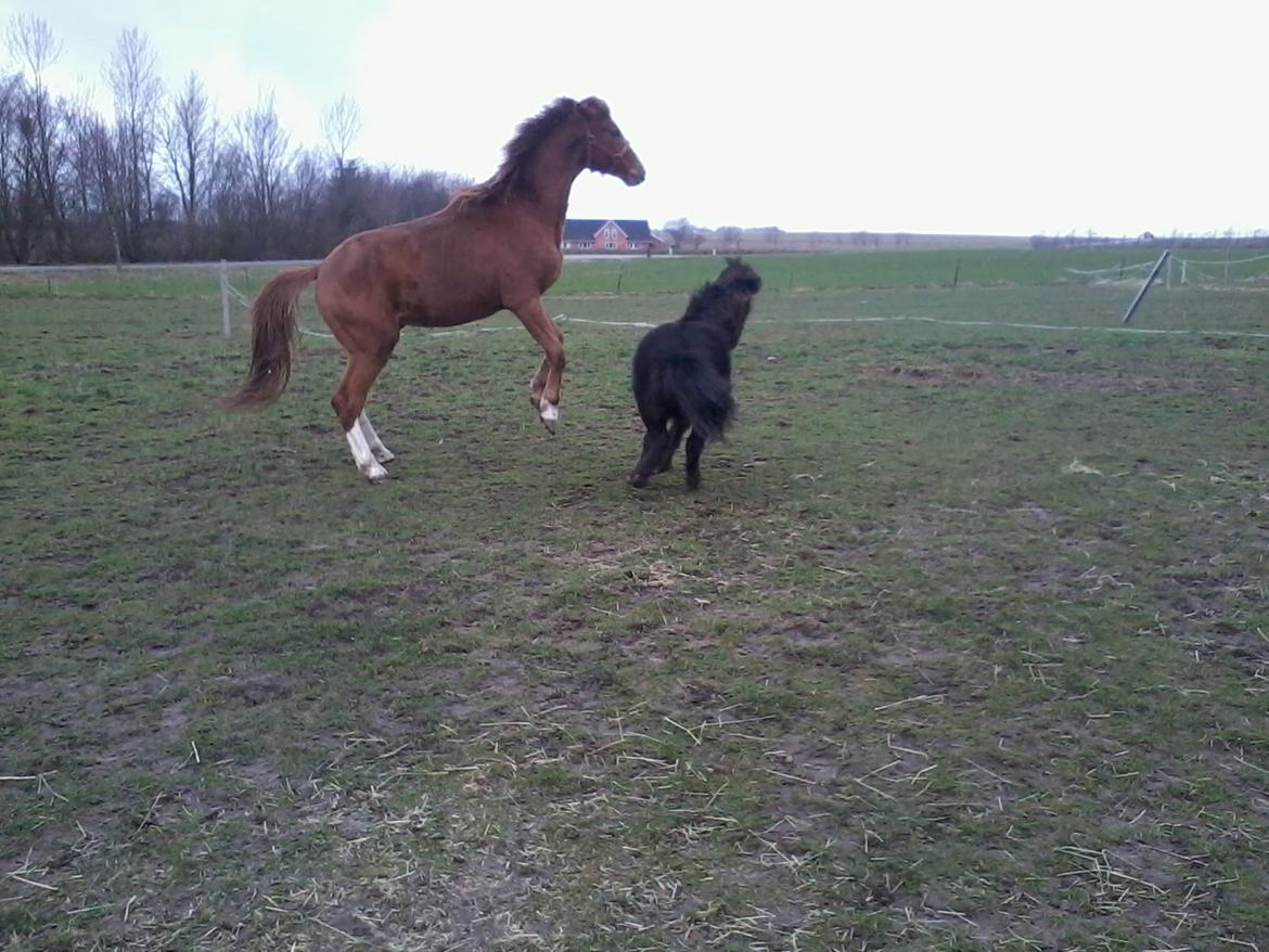 Dansk Varmblod Helheds Zherif - 2013-2014 billede 9