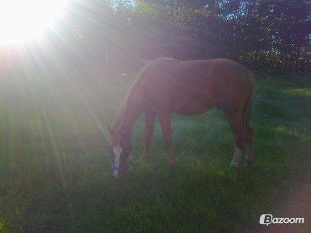 Dansk Varmblod Helheds Zherif billede 10