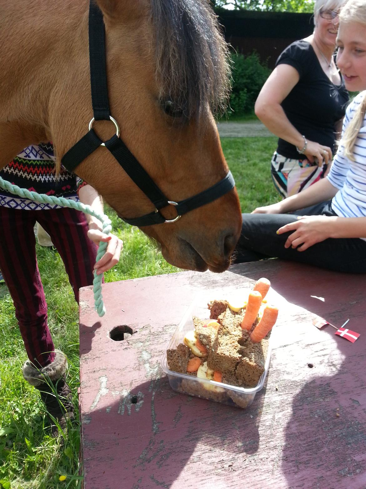 Anden særlig race <3 Bonny <3 - Bonny, der spiser heste-lagkage på hendes 4 års fødselsdag. :-) <3 billede 6