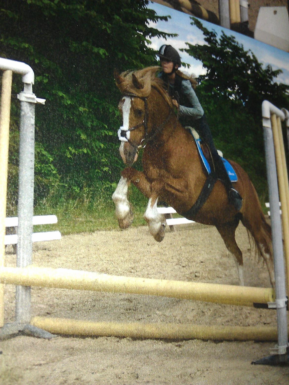 Welsh Cob (sec D) White Feet (White socks)(Sokke) - Min dejlinge basse! B-)  billede 6