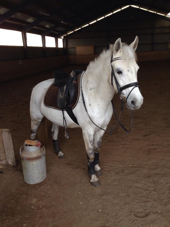 Anden særlig race Tulle billede 15